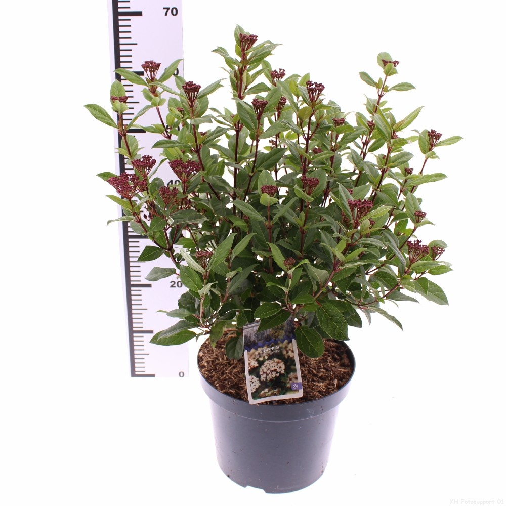 Picture of Viburnum tinus Ladybird P26 (7.5 Ltr) (LOOSE)