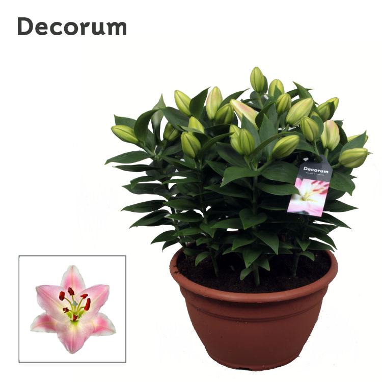 Lilium Or. Souvenir 9pp Rascal Coupe Decorum Lilium Oriental