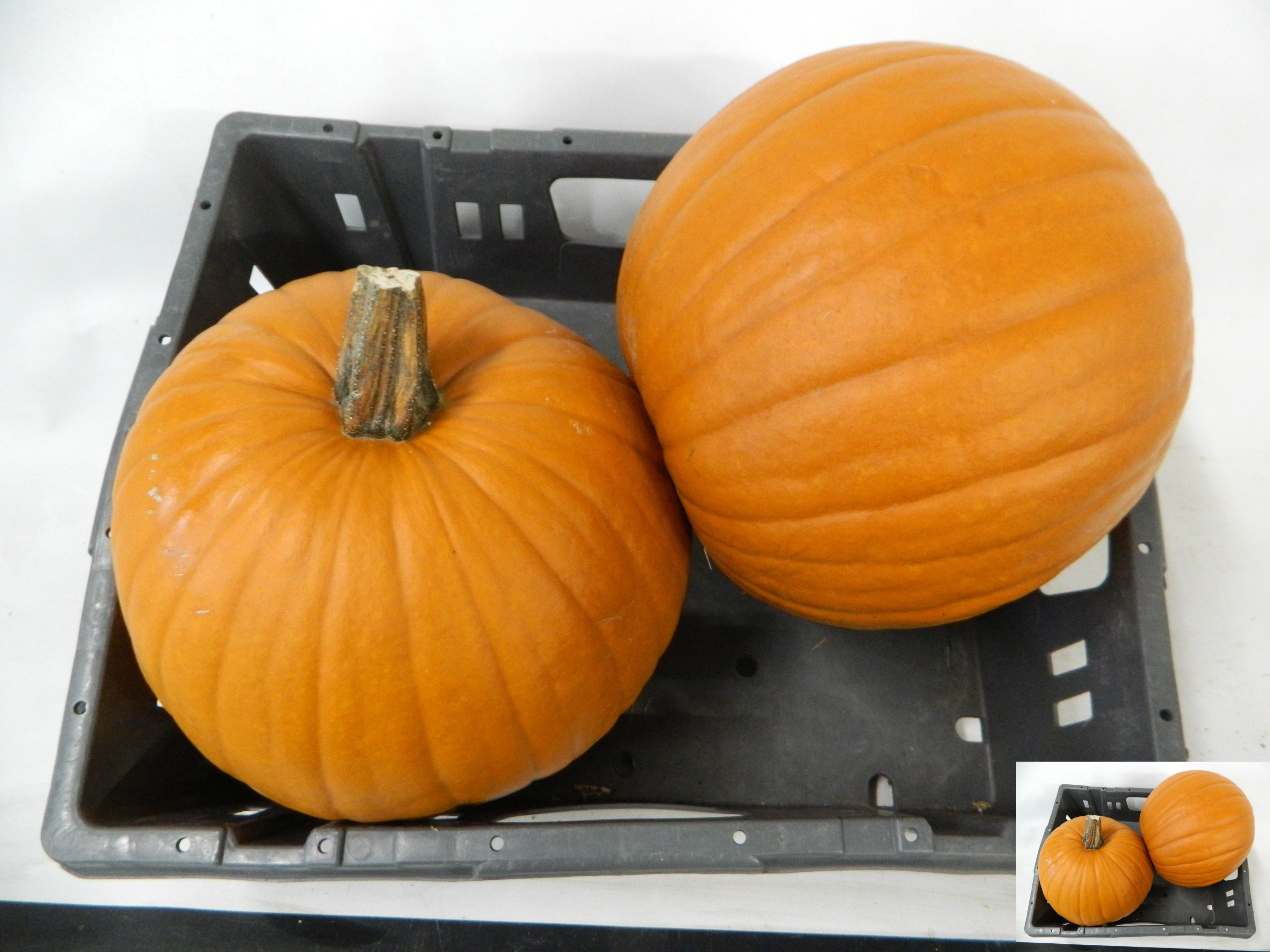 Cuc Maxima Halloween