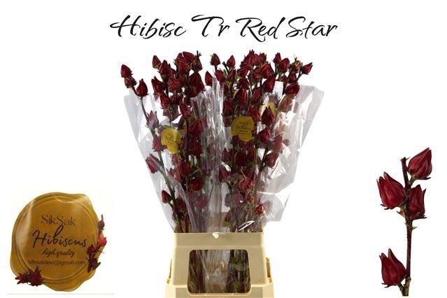 Hibisc Tr Red Star 80cm