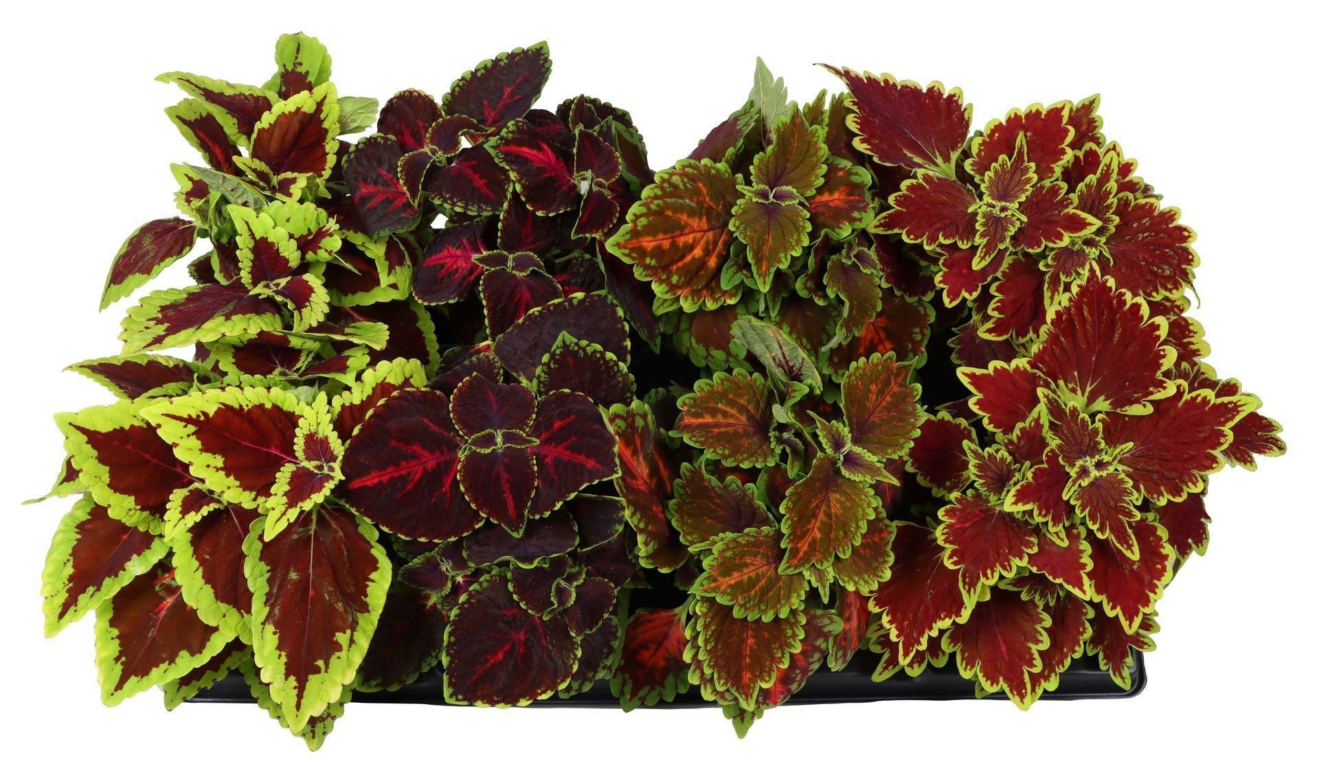 Coleus Mix®