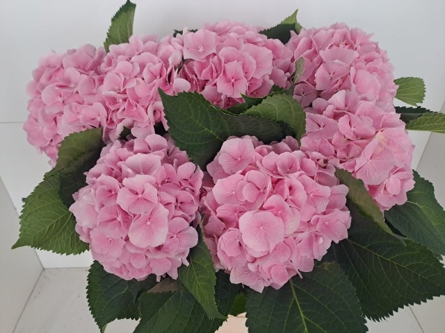 Hydrangea Verena Pink 80cm 20Ø