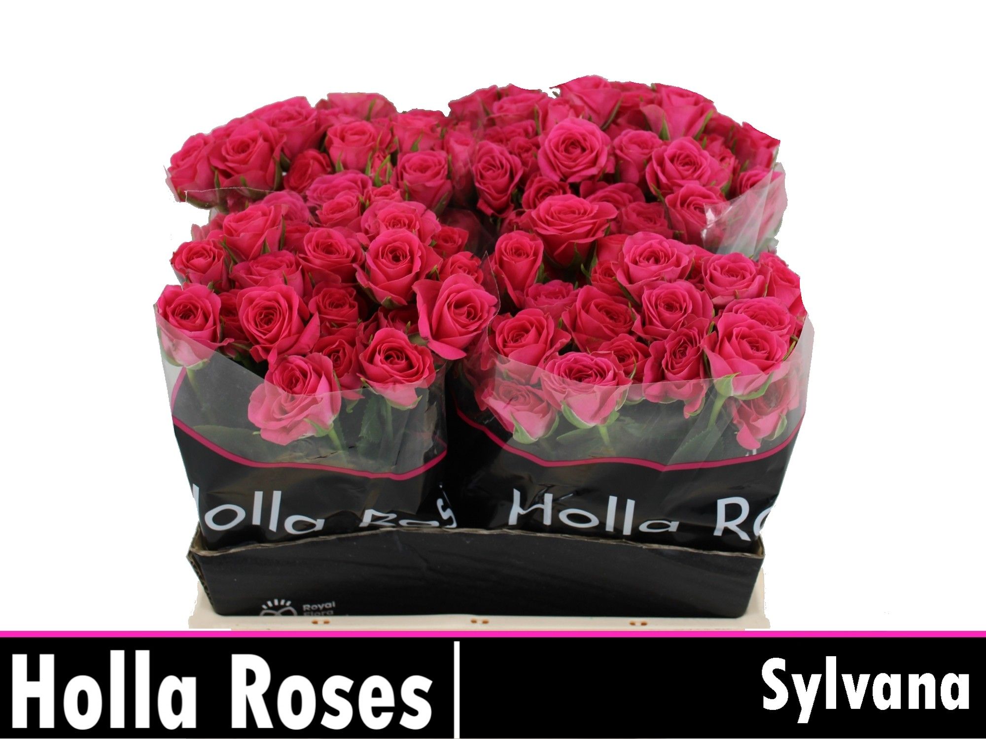 R Tr Sylvana