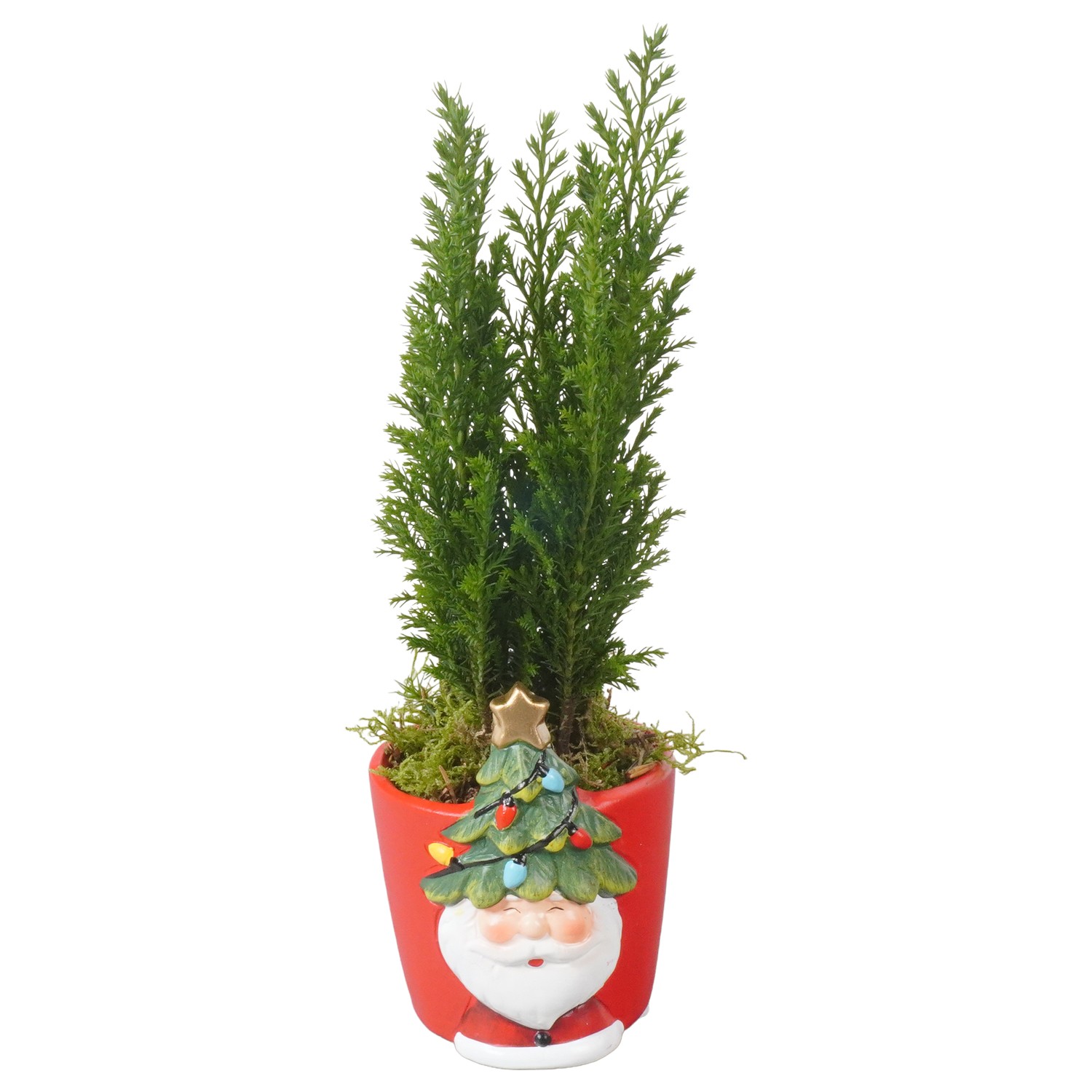 Picture of PTKB9378 Arrangement X-Mas in ceramic pot P7 25CM