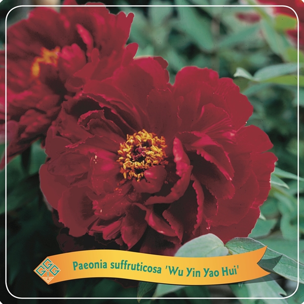 Picture of Paeonia Suffruticosa Mix shelve C5