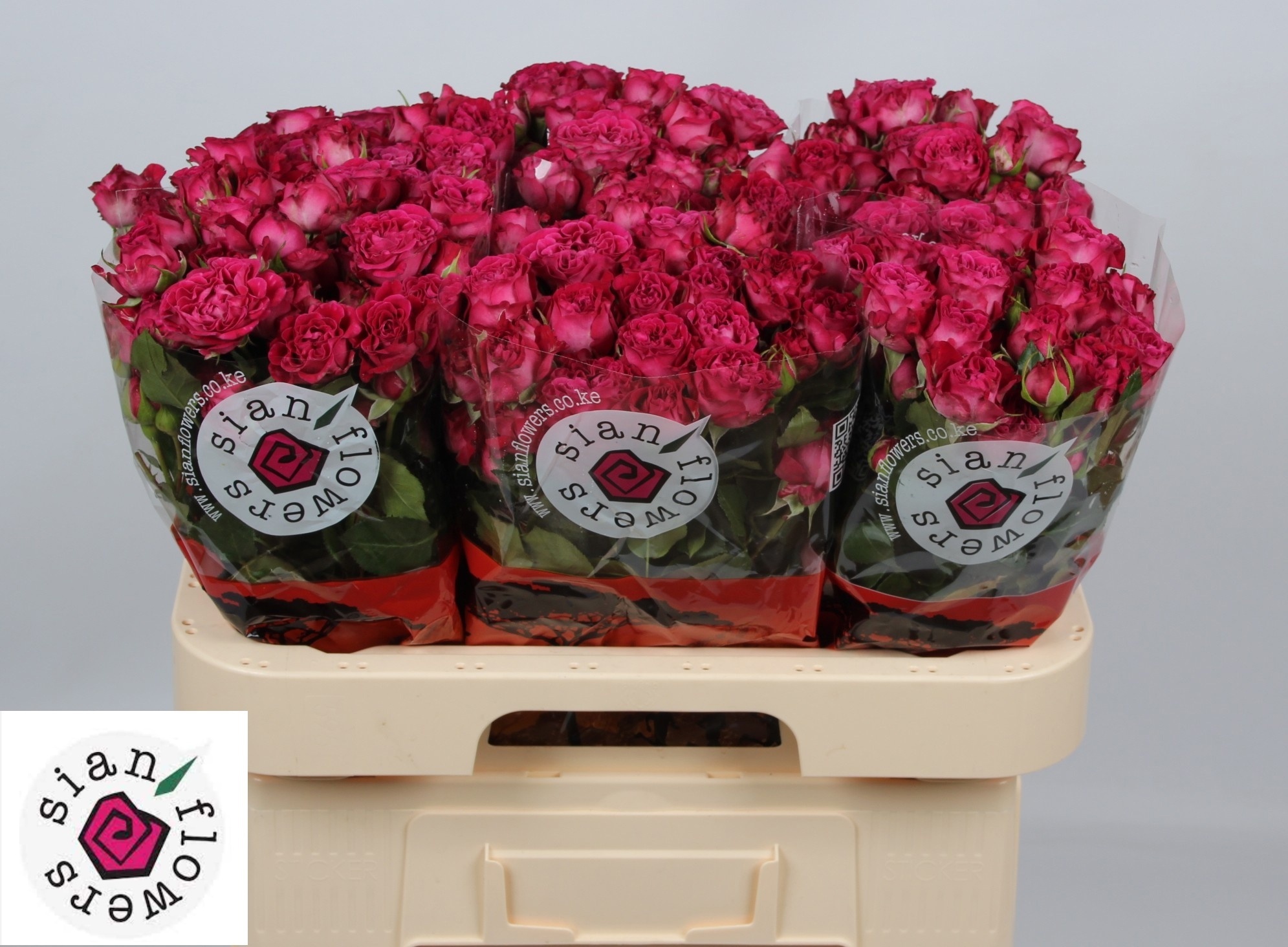 Rosa Spr Royal Magic 60cm