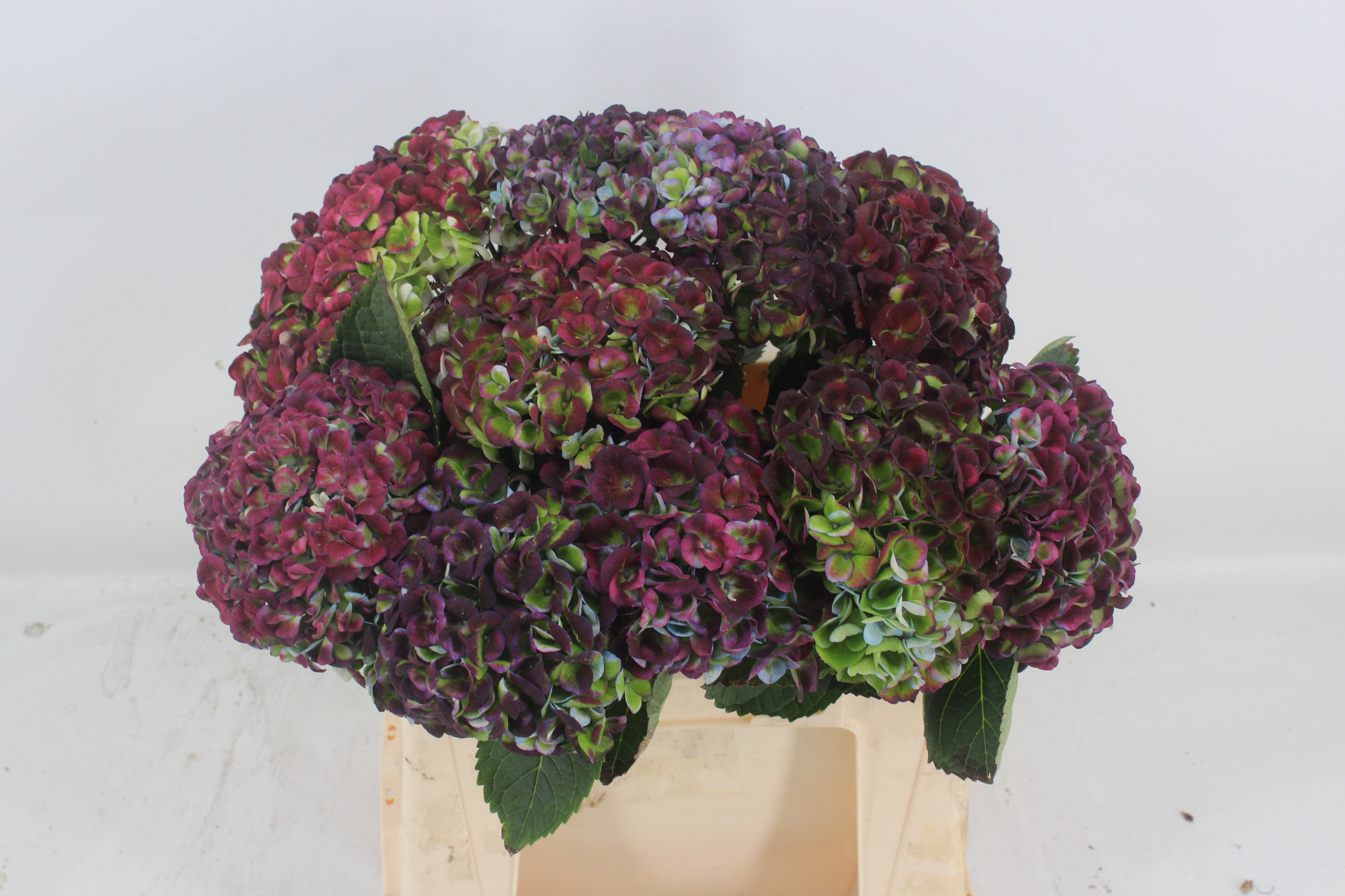 Hydrangea Revolution Classic Purple 40cm 13Ø