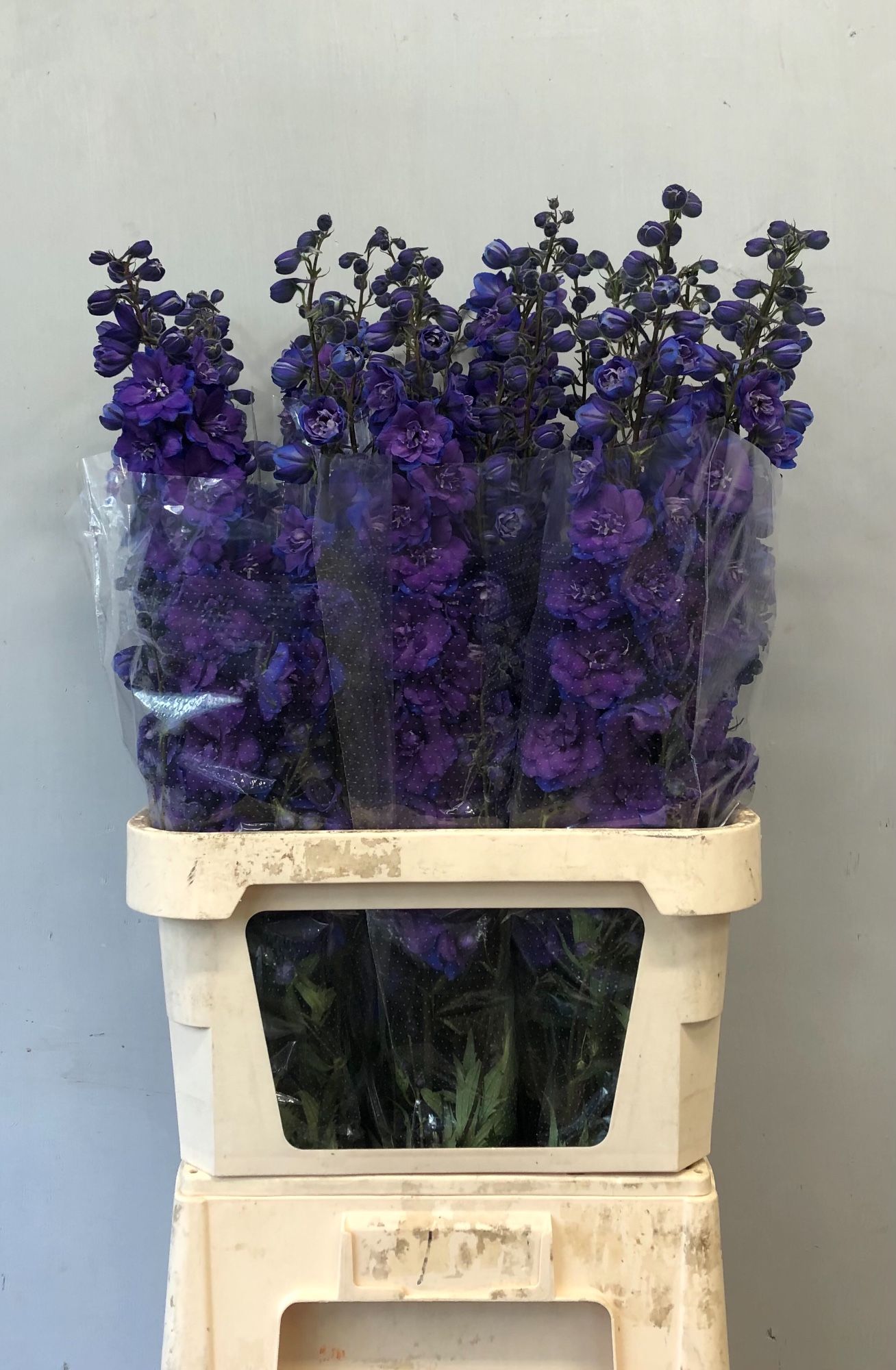 Delphinium Elatum Christel 100cm