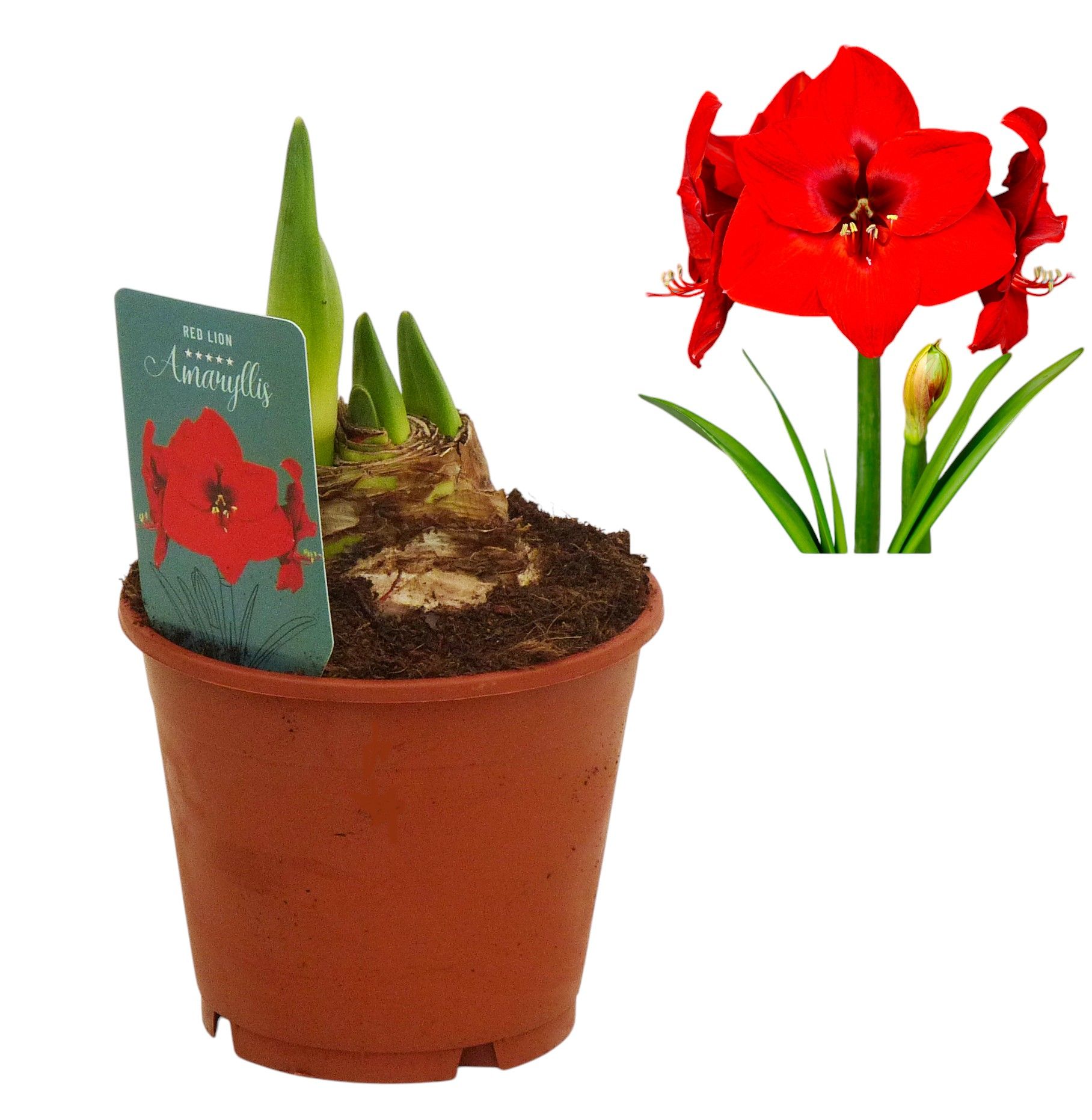 Hippeastrum Red Lion 3 knop