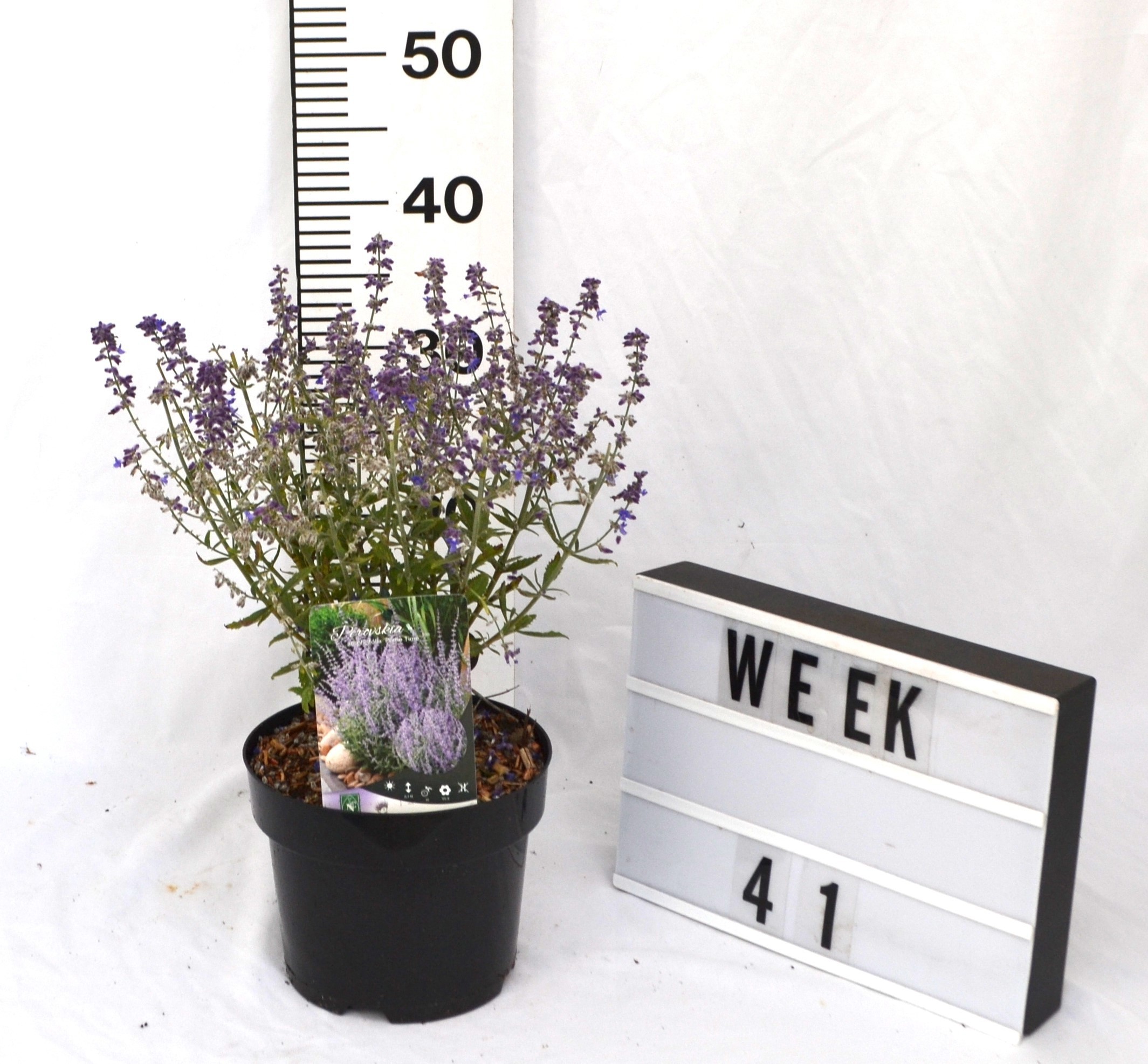 Perovskia atriplicifolia 'Prime Time'