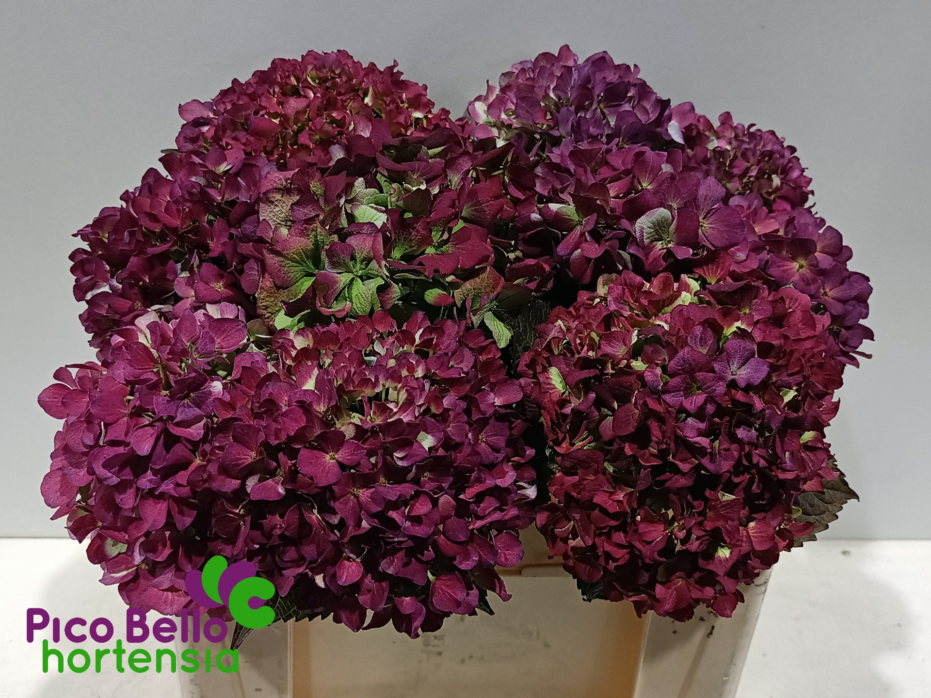 Hydr M Roy Benefi Cl 50cm 18Ø