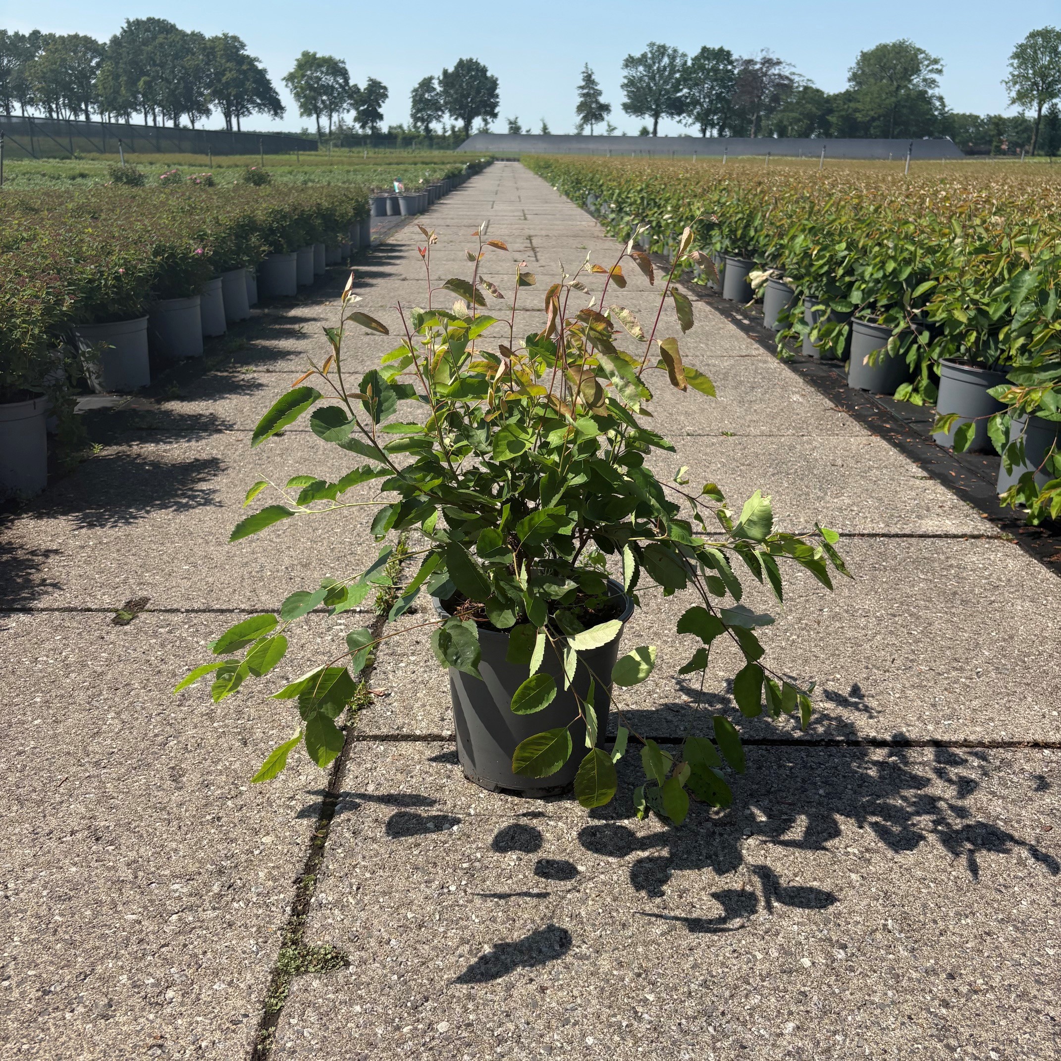 Amelanchier lamarckii