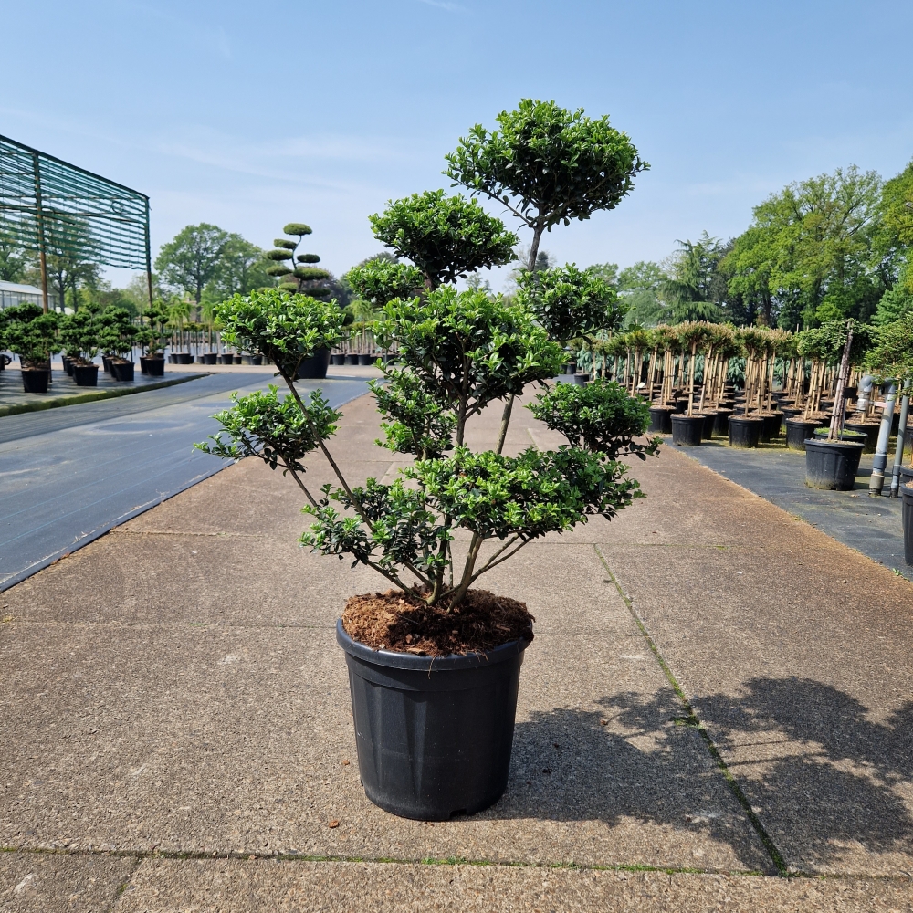 Picture of Ilex crenata Josaile C20 Bonsai-70/80