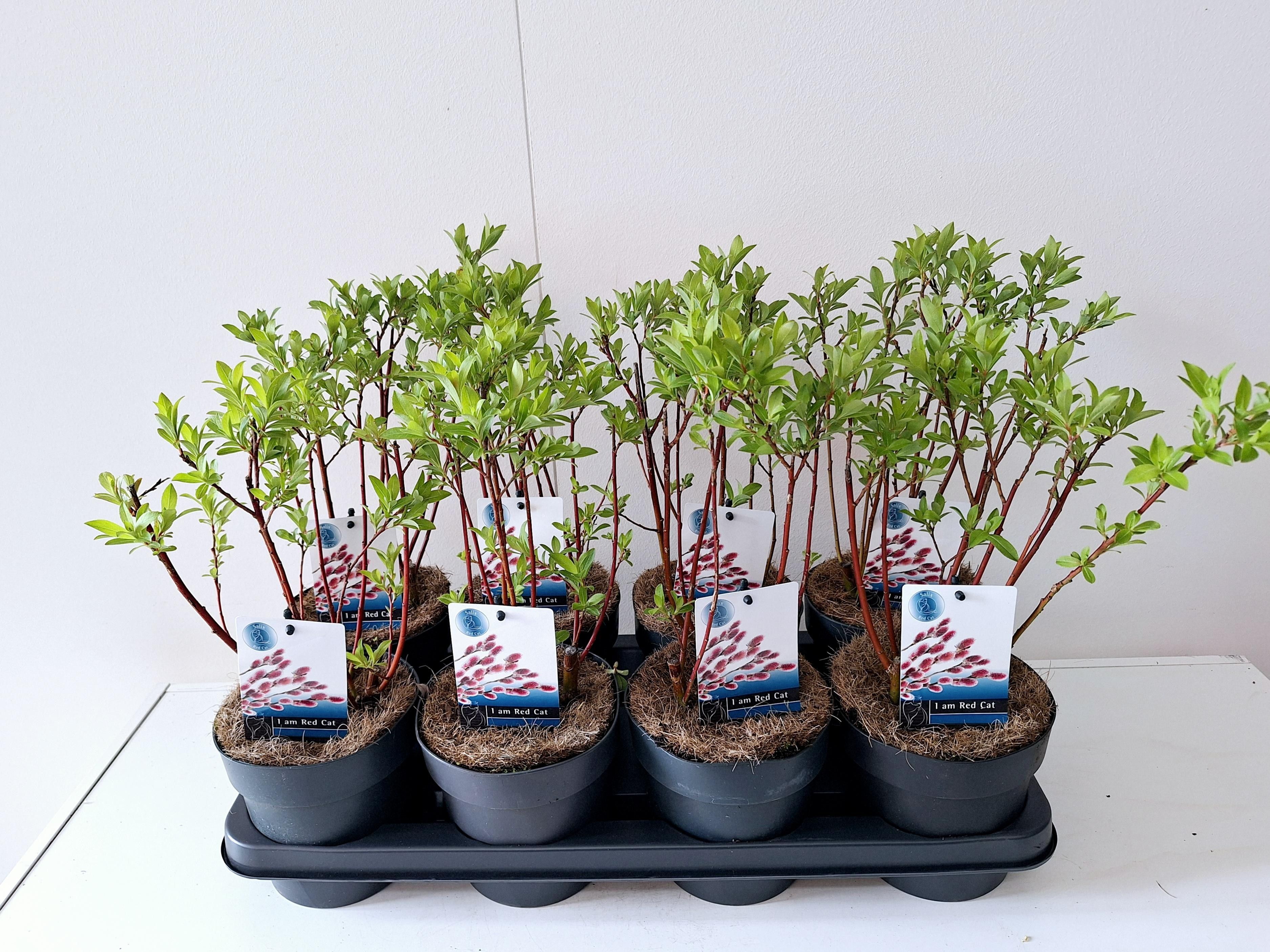 Picture of Salix Mount Aso bush p14