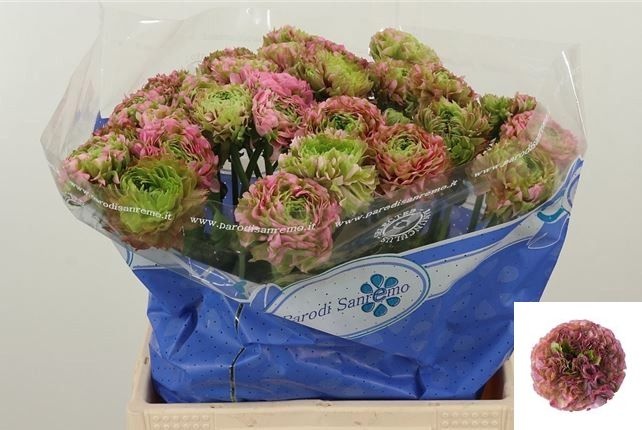Ranunculus Pon-pon Hermione 40cm