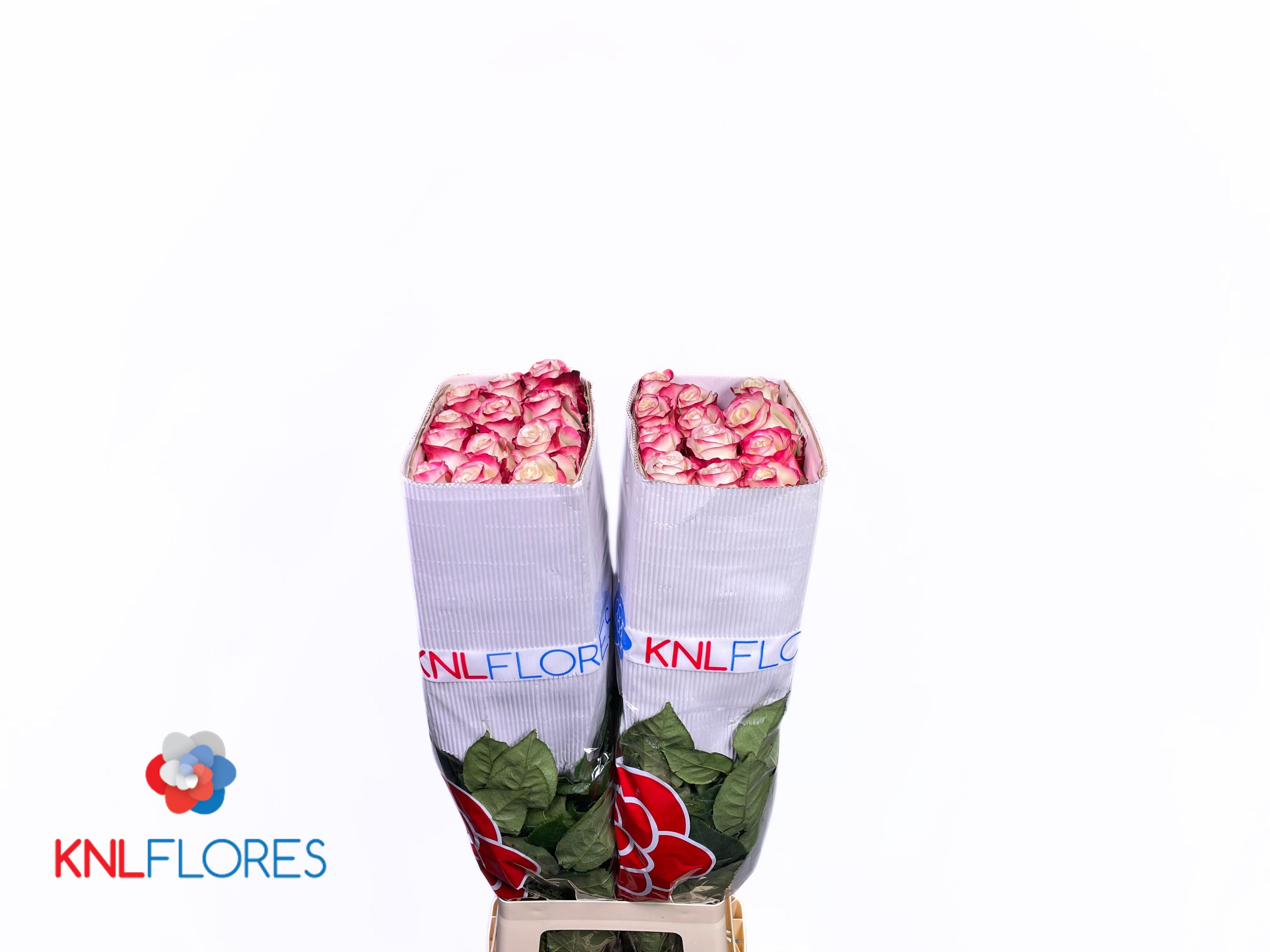 Rosa Sweetnesse 70cm