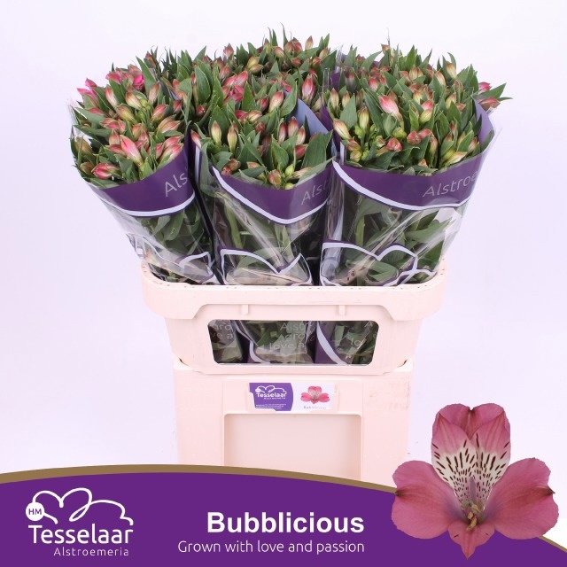 Alstr Bubblicious 70cm 65gram