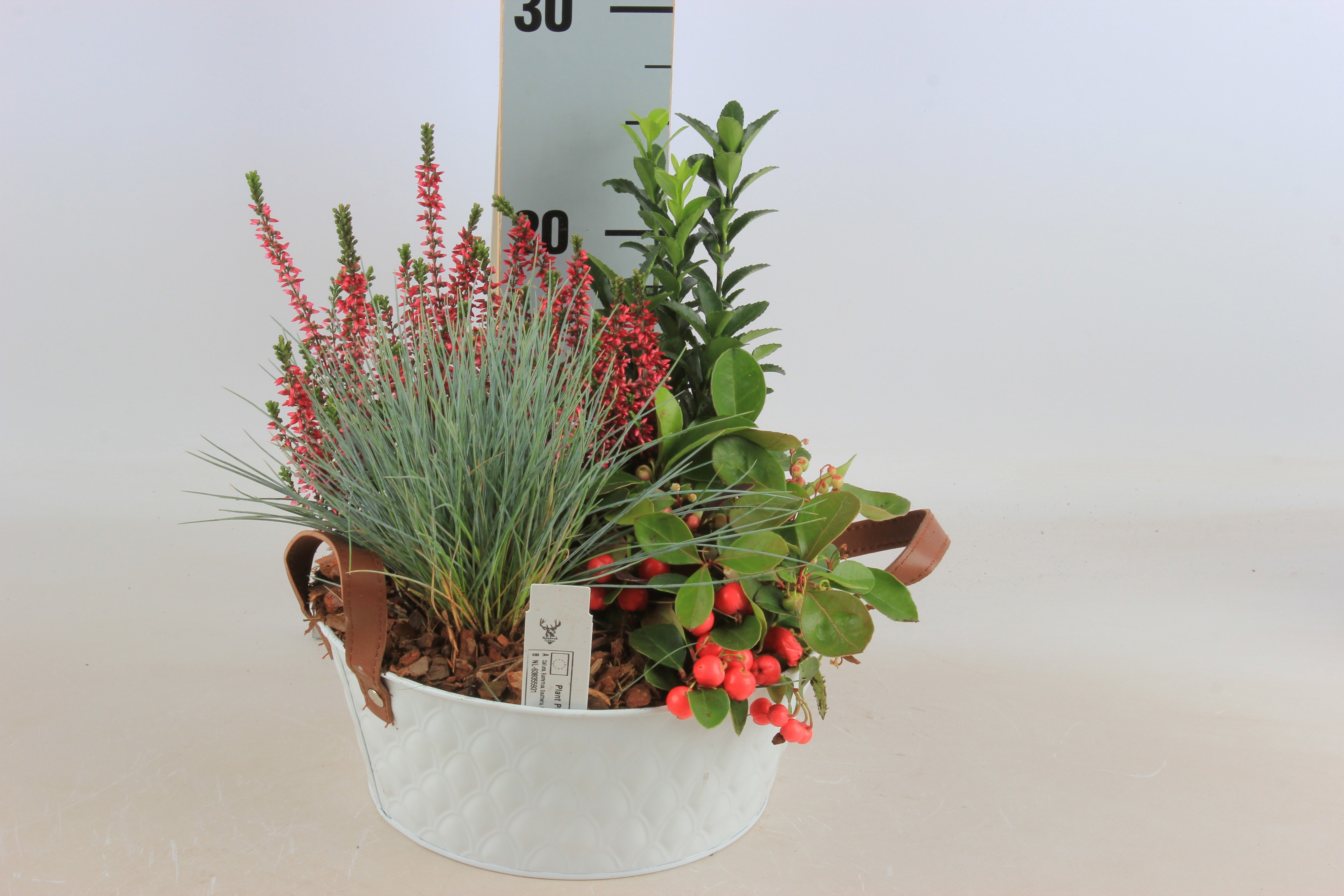 Arr Tuinplanten 23P 20cm 23bloei