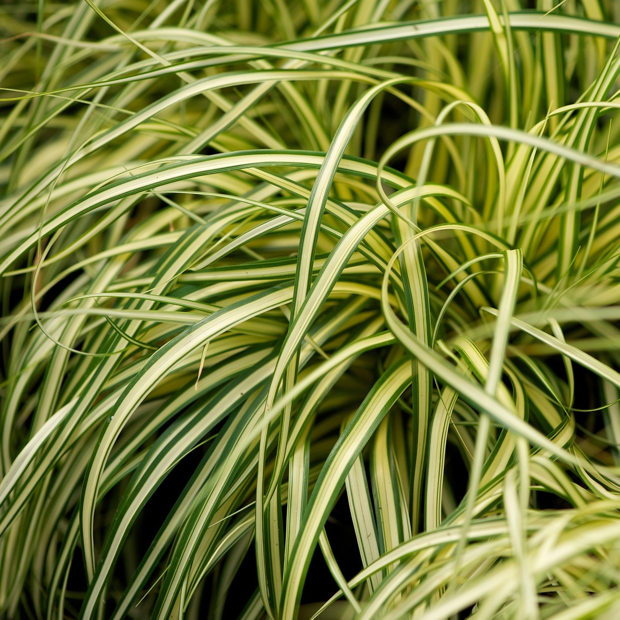 Picture of Carex oshimensis EverColor® 'Evergold’