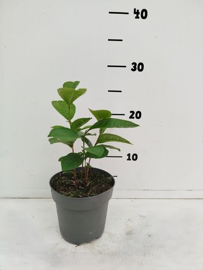Camellia sinensis