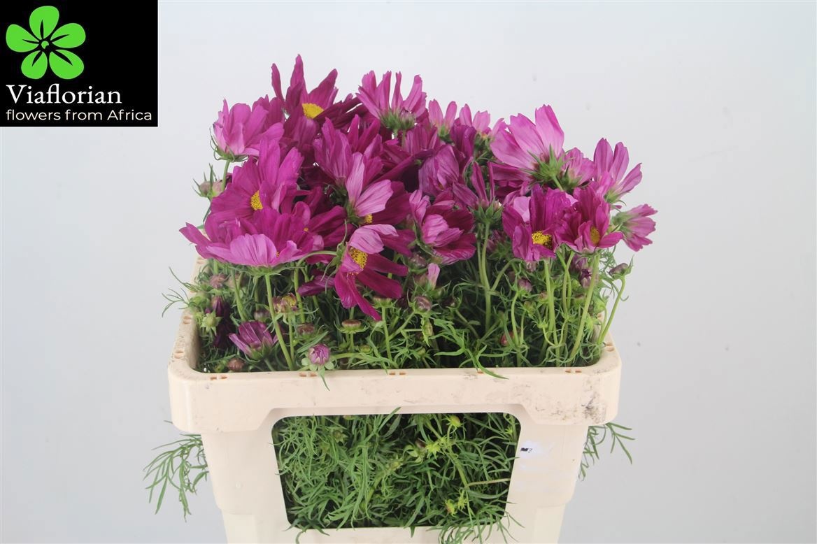 Cosmos Bipinnatus 50cm