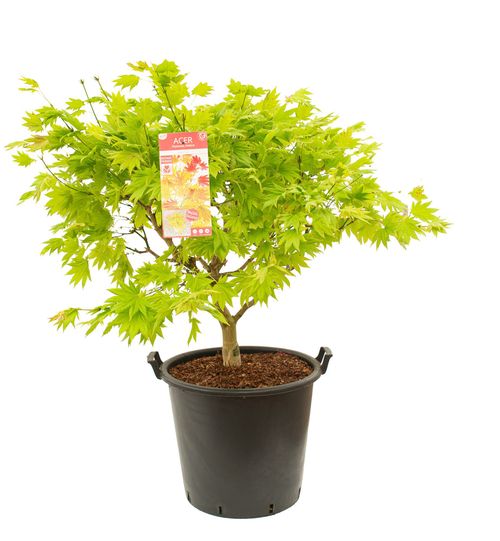 Acer shirasawanum 'Moonrise' p50 Son