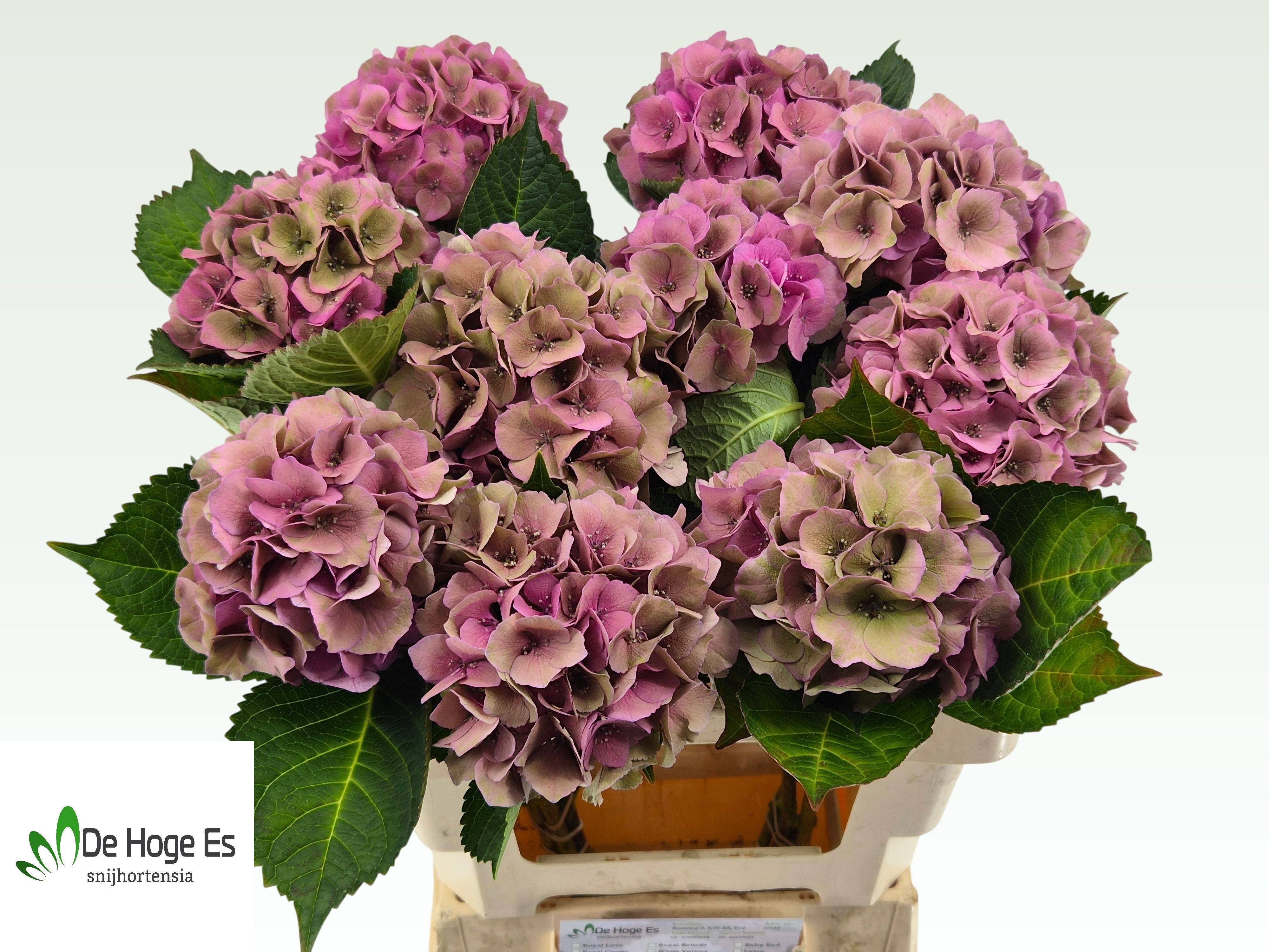 Hydrangea Royal Palace Classic 60cm 13Ø