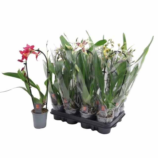 Orchideeen Gem 9P 35H 1TAK