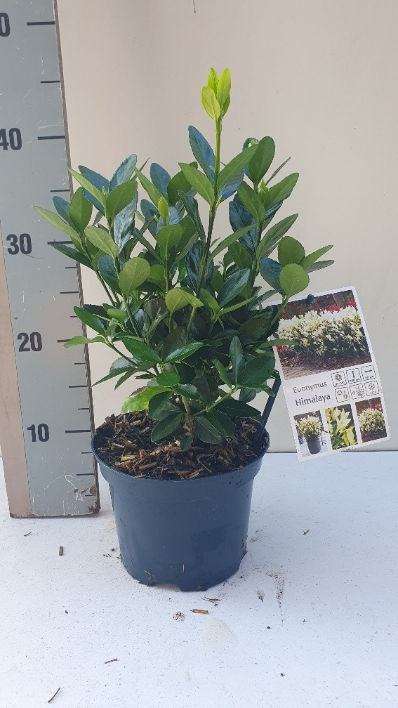 Picture of Euonymus Himalaya P17 (2 Ltr) (LOOSE)