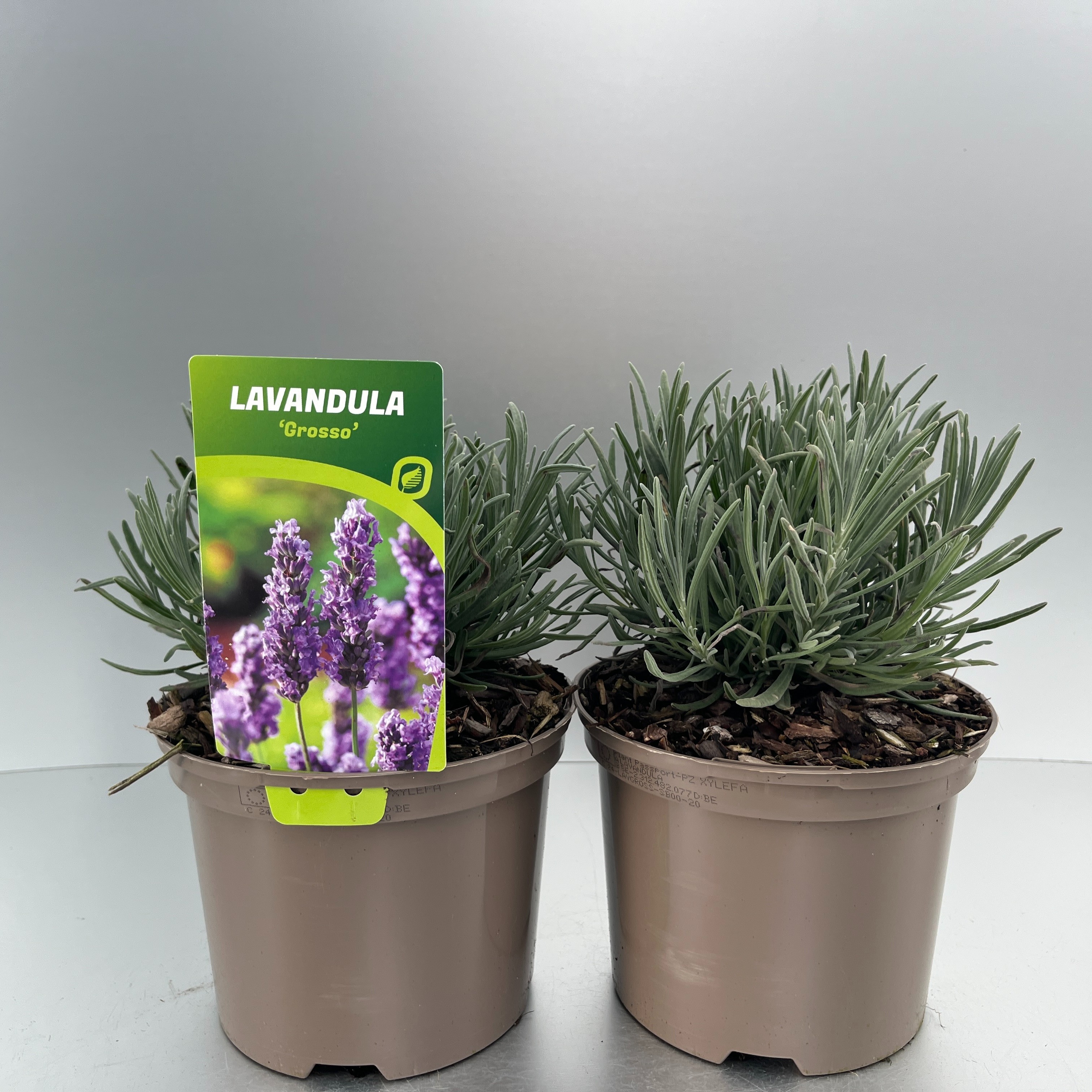 Picture of Lavandula int. Grosso P17 (2 Ltr) (LOOSE)