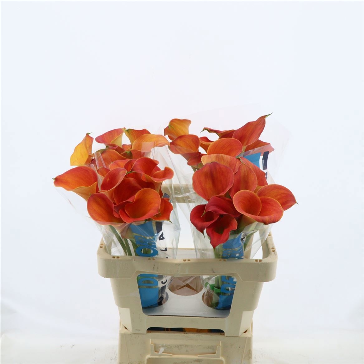 Calla Sunset Passion 55cm