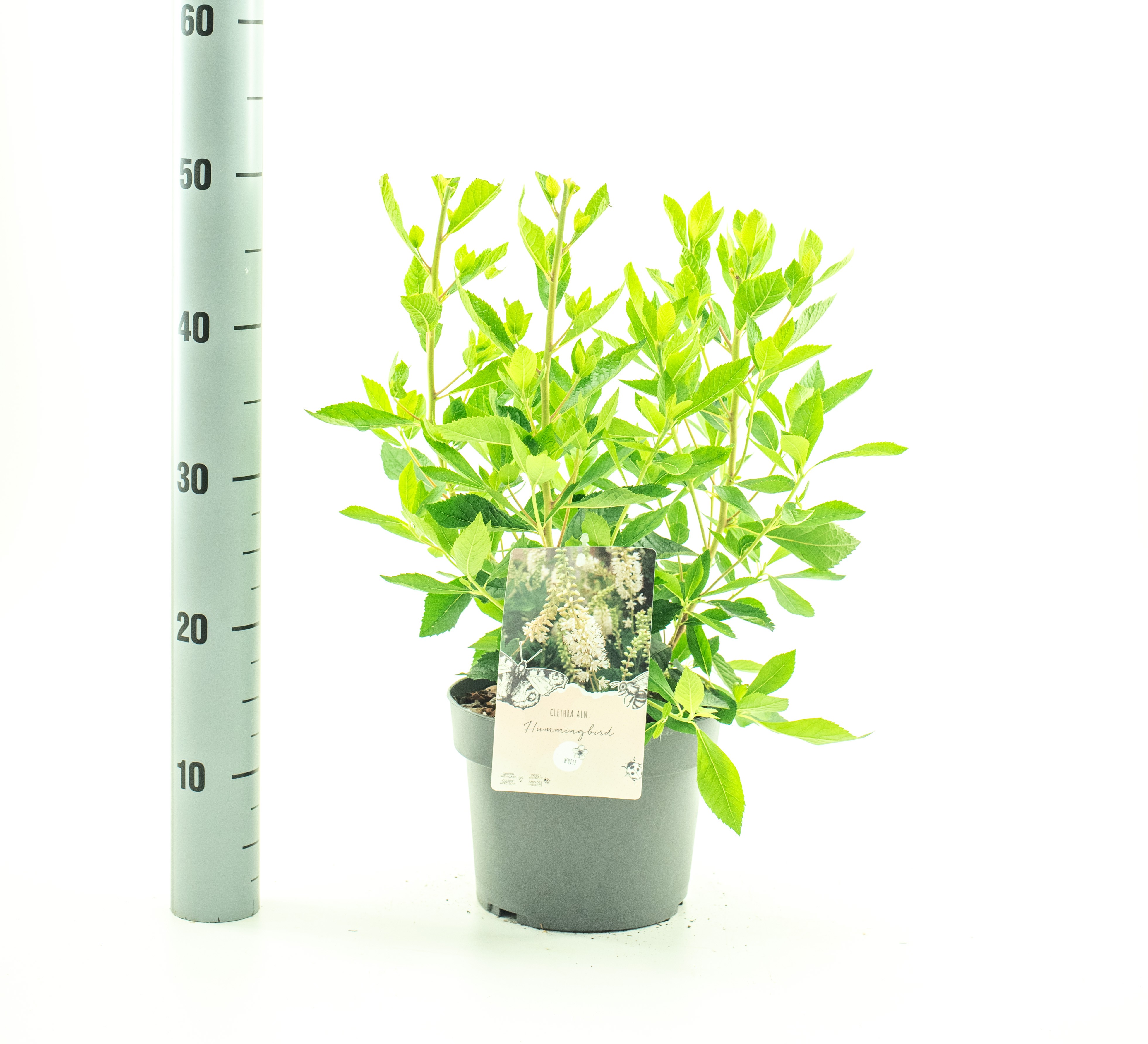 Picture of Clethra aln. Hummingbird P19 (3 Ltr)