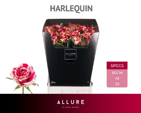 Rosa Harlequin 80cm