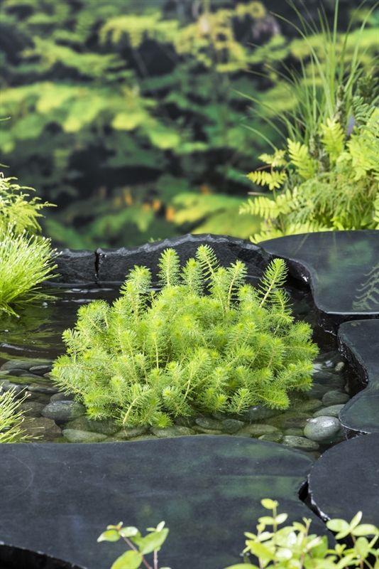 Myriophyllum crispatum