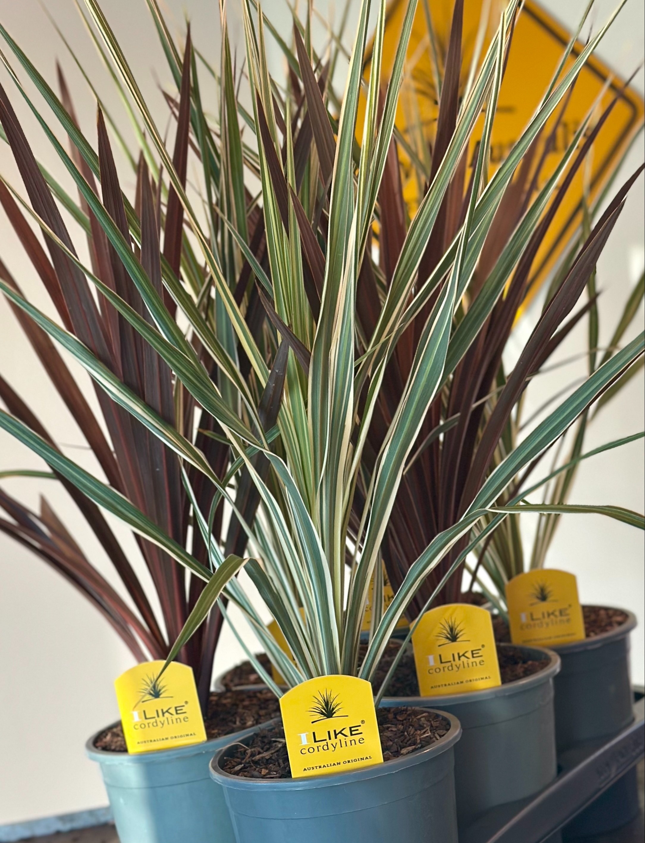 Cordyline Duo Mix Tray - Redstar/Variegata