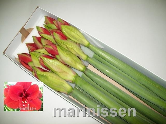 Hippeastrum Ferrari 4bl