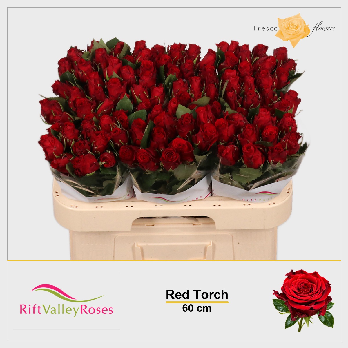 Rosa Red Torch 60cm