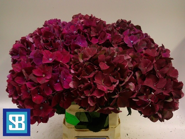 Hydrangea Mag Pink Ruby 70cm 21Ø