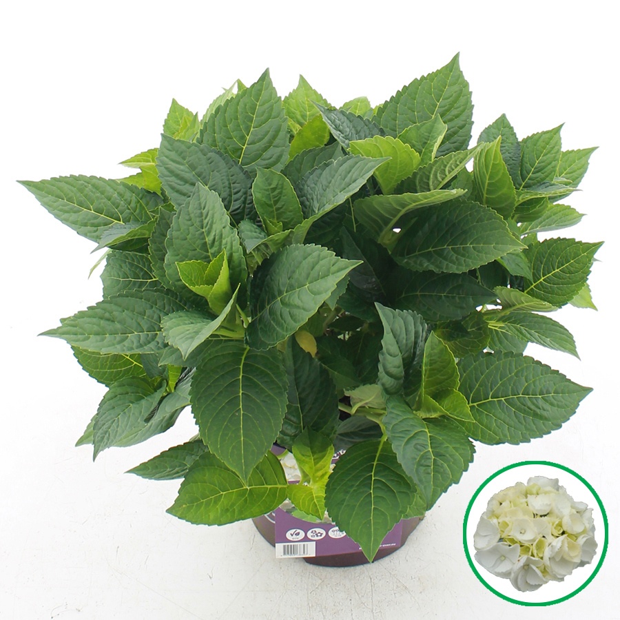 Hydrangea Macr. Forever & Ever® Wit C5 (23cm.)