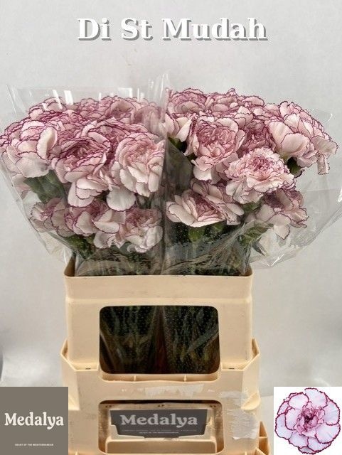 Di St Mudah Rosa