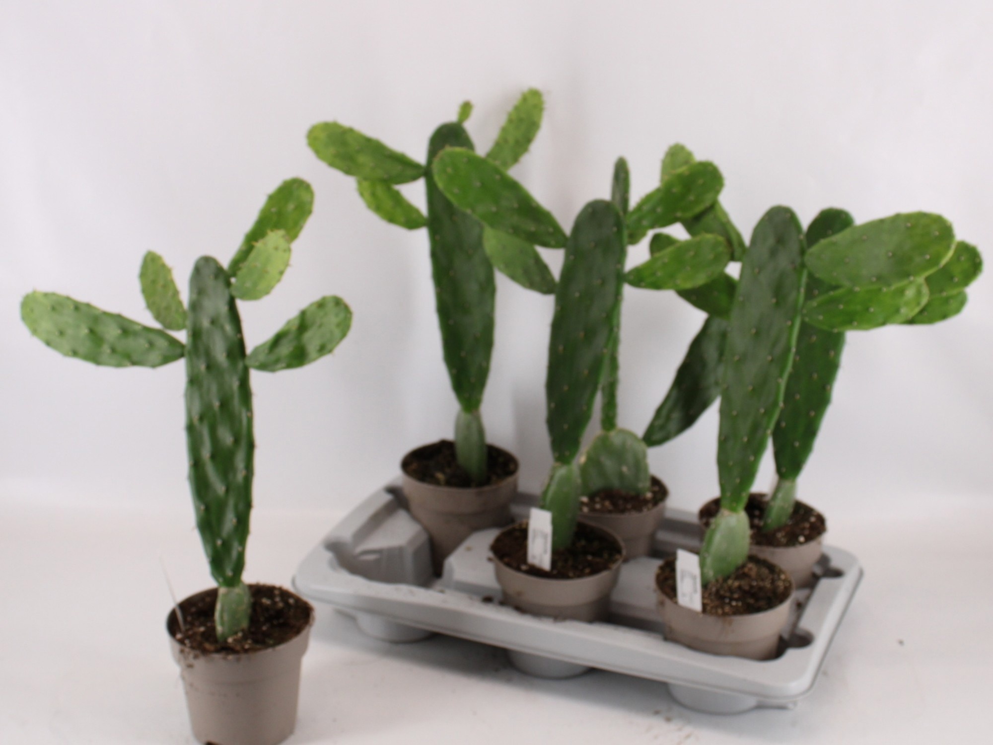 Opuntia Cochenillife 14P 55H