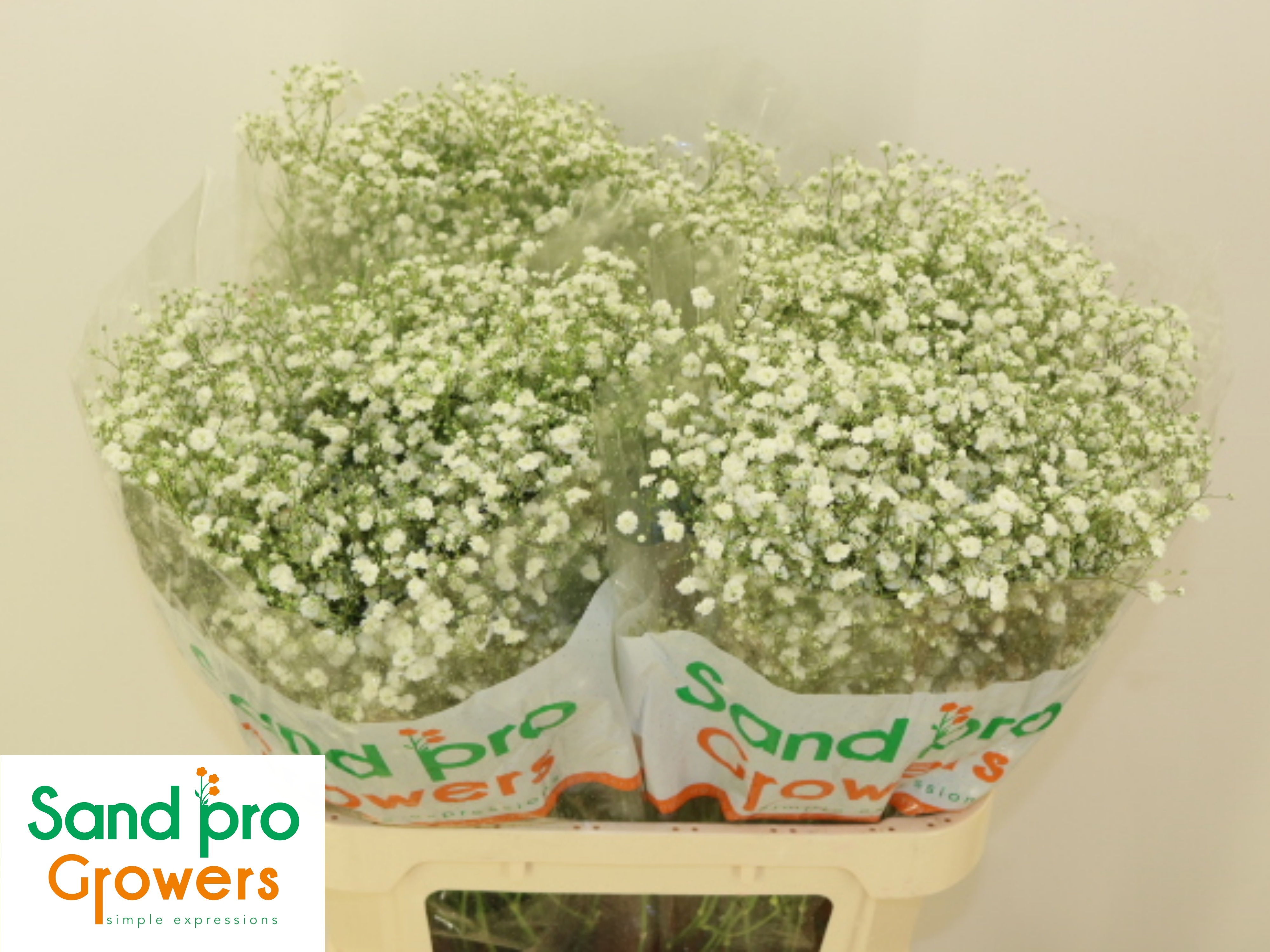 Gypsophila Xlence White 80cm 25gram