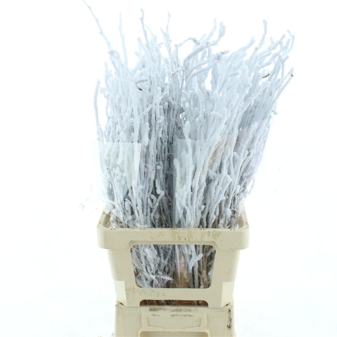 Betula (BIRCH) Painted