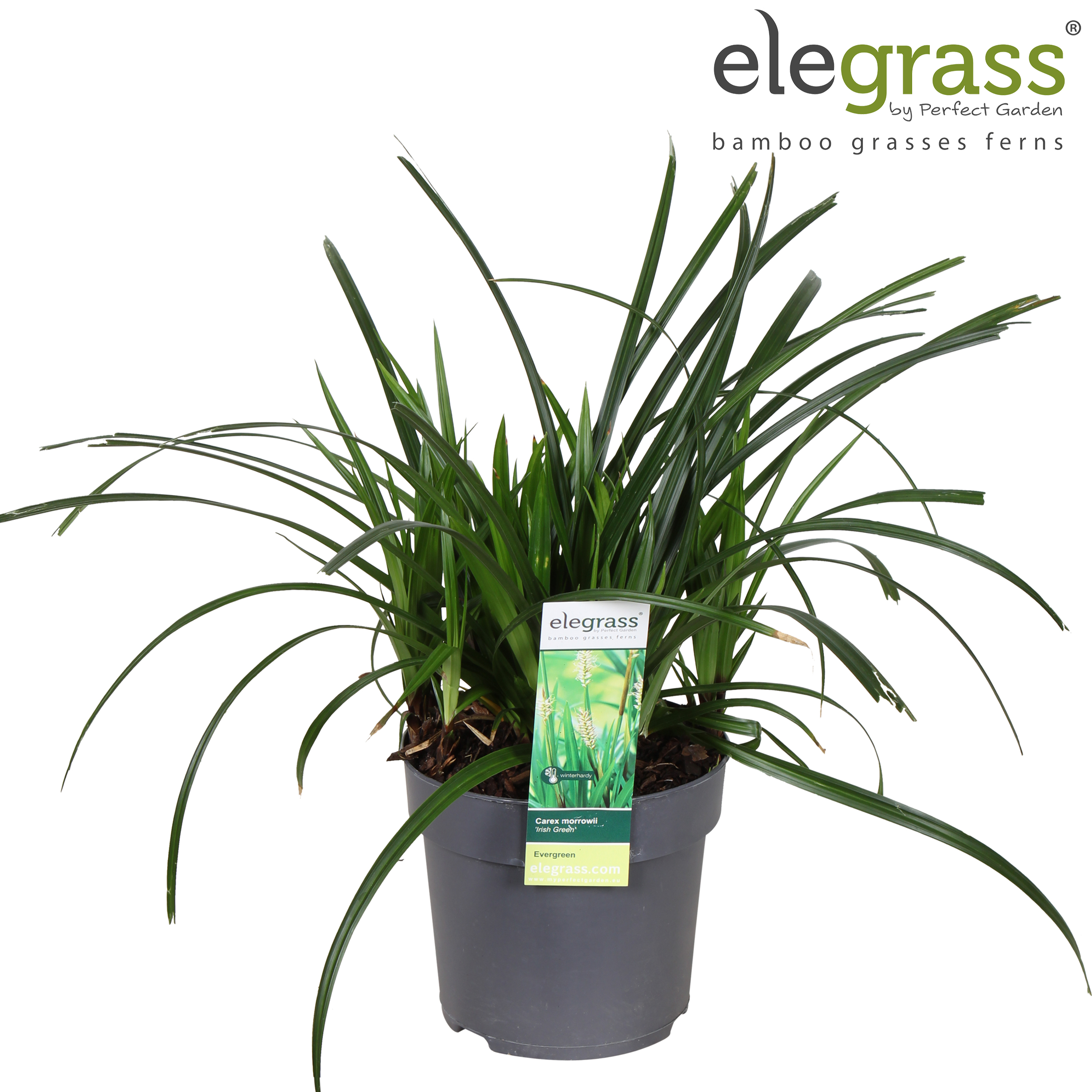 Carex 'Irish Green'