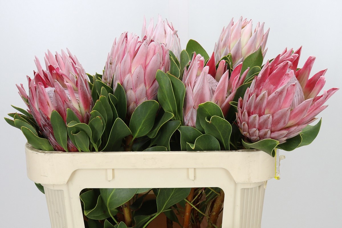 Protea Cynaroides 70cm