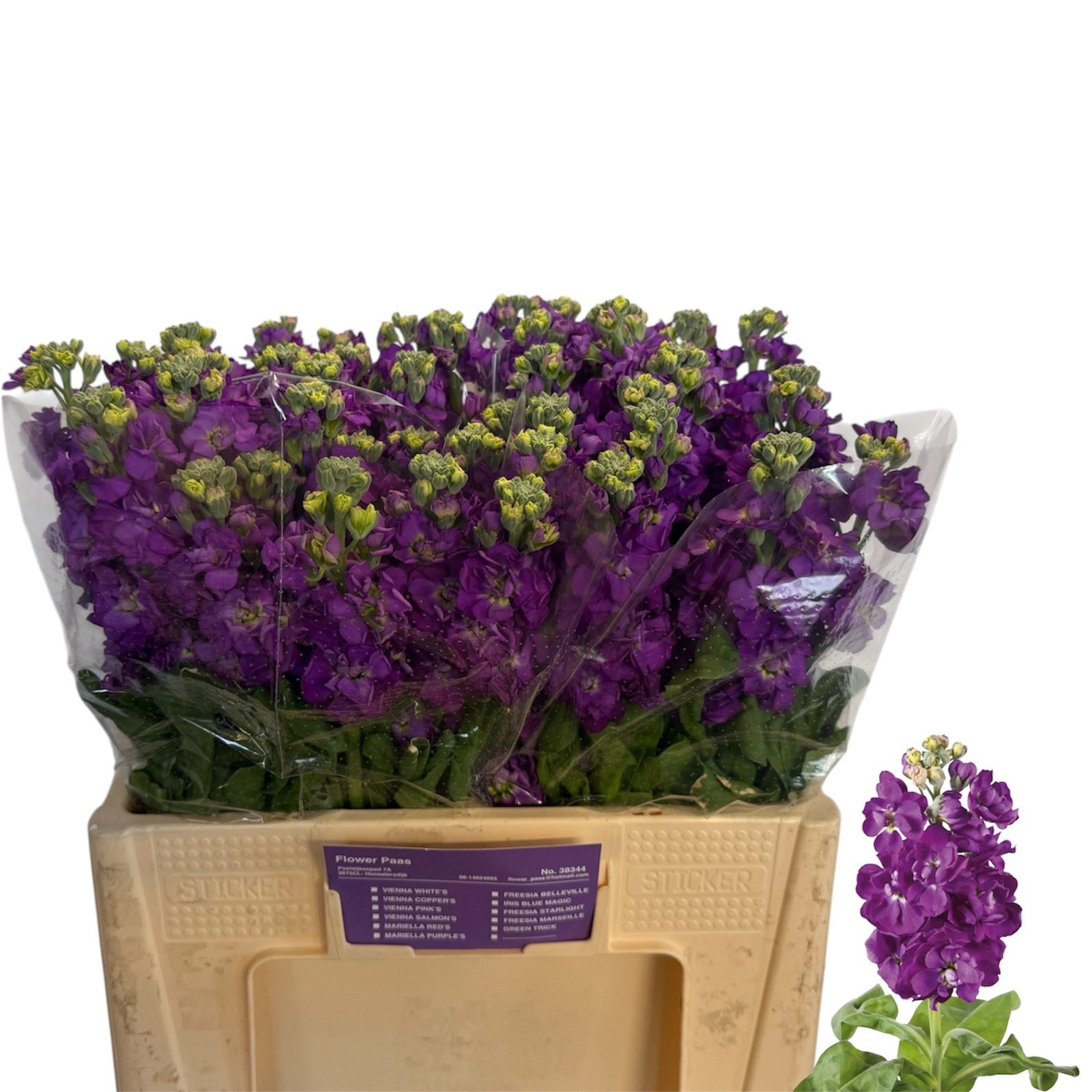 Matth Impala Lavende 50cm