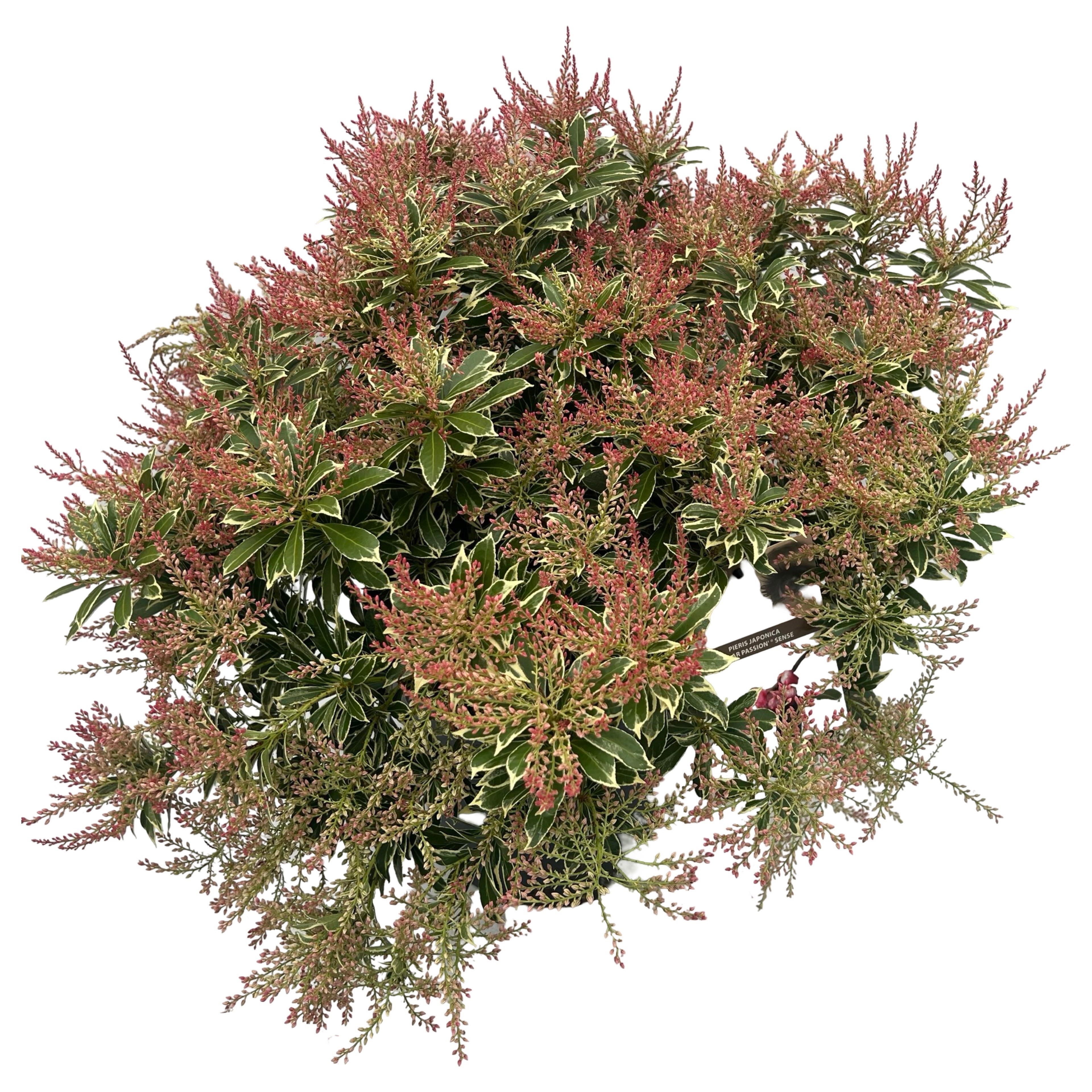 Picture of Pieris Polar Passion ® sense P29 (10 Ltr) (LOOSE)