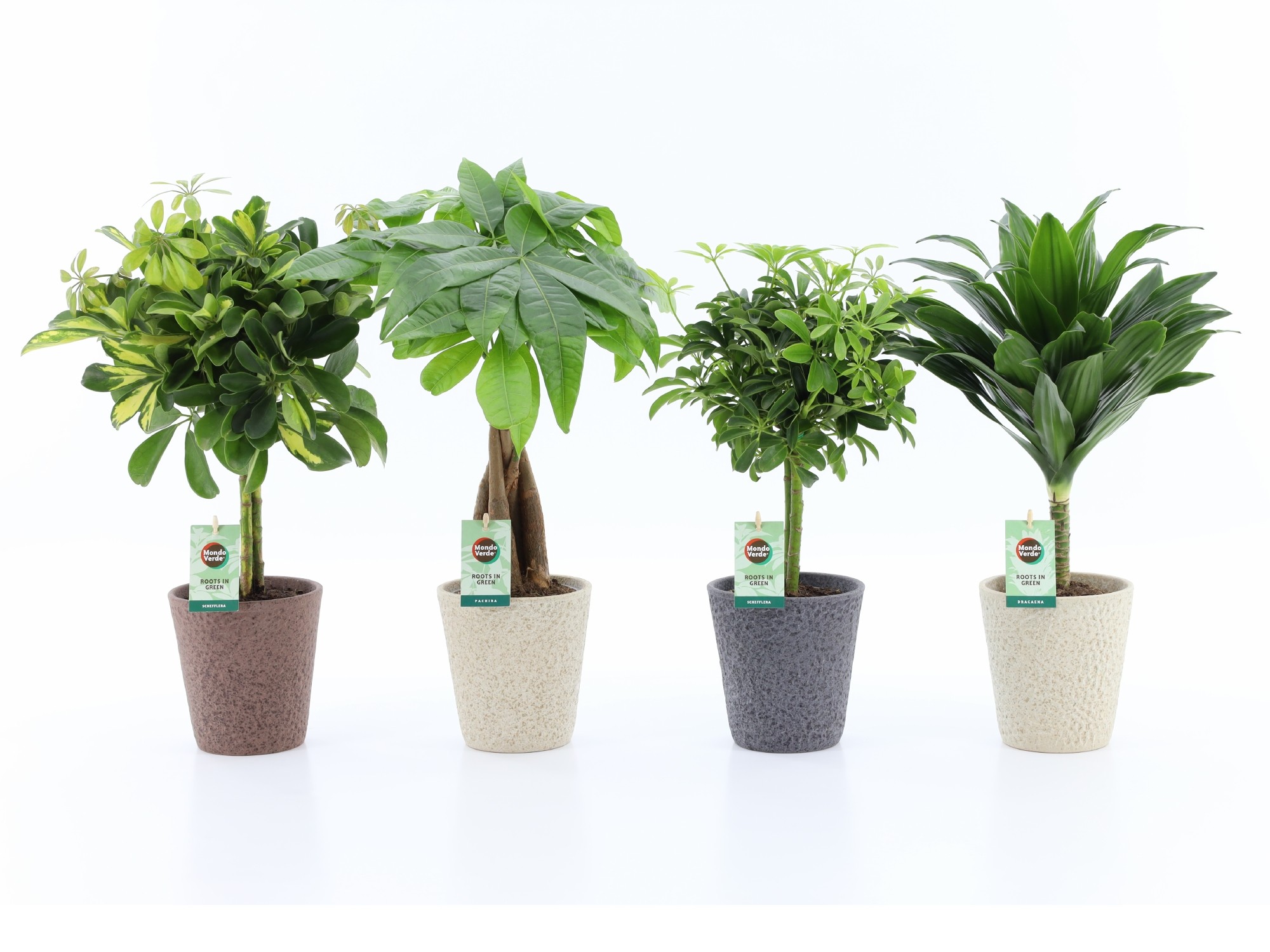 Picture of Houseplants Stems in varieties in Nature ceramic P13 45cm