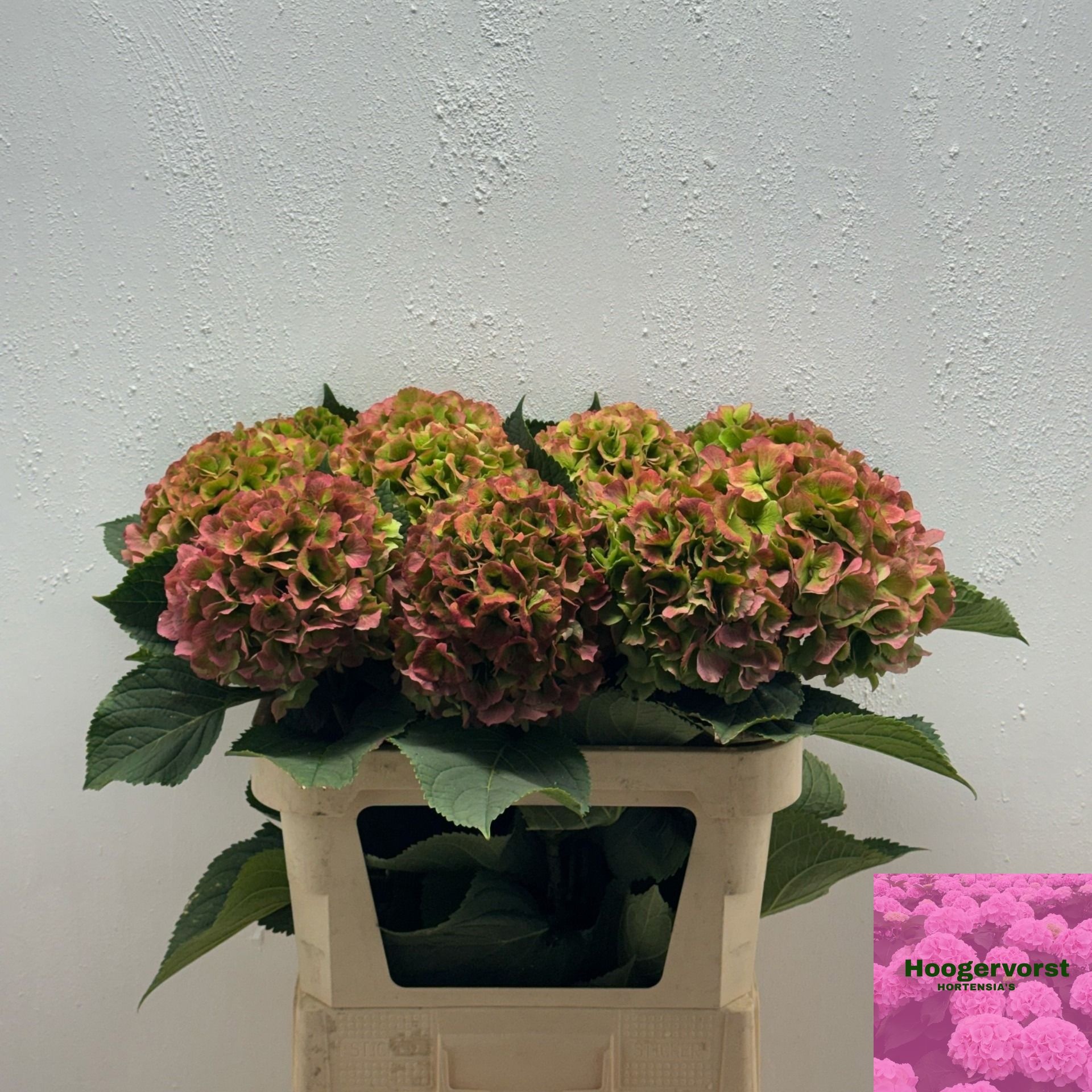 Hydrangea Verena Classic Pink 80cm 21Ø