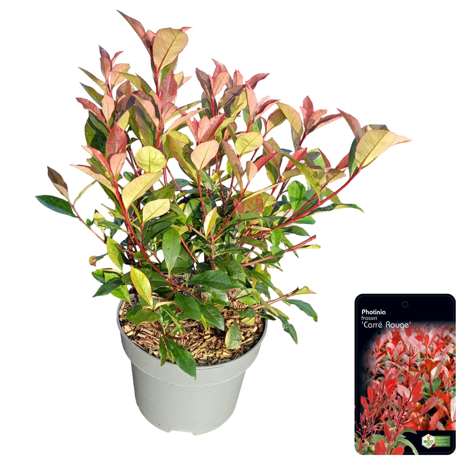 Picture of Photinia fraseri 'Carré Rouge' C5